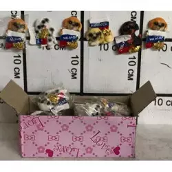 Магниты Собачки в боксе 24 шт 17452
